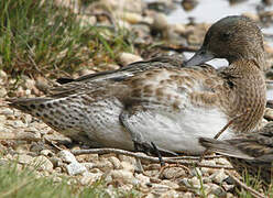 Canard siffleur