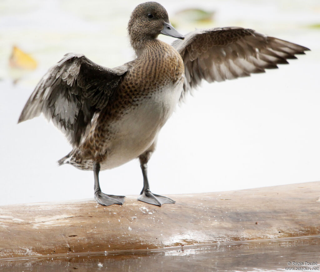 Canard siffleur femelle adulte, identification