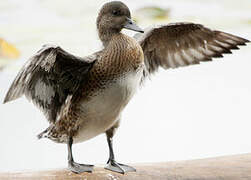 Eurasian Wigeon