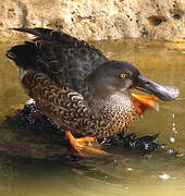 Northern Shoveler