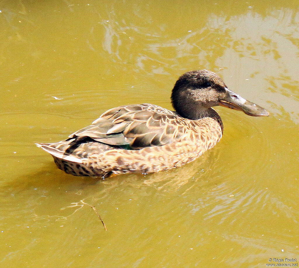 Canard souchet femelle adulte, identification