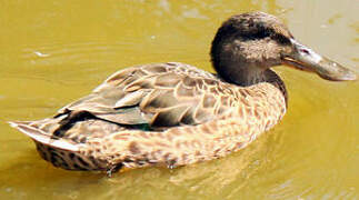 Canard souchet