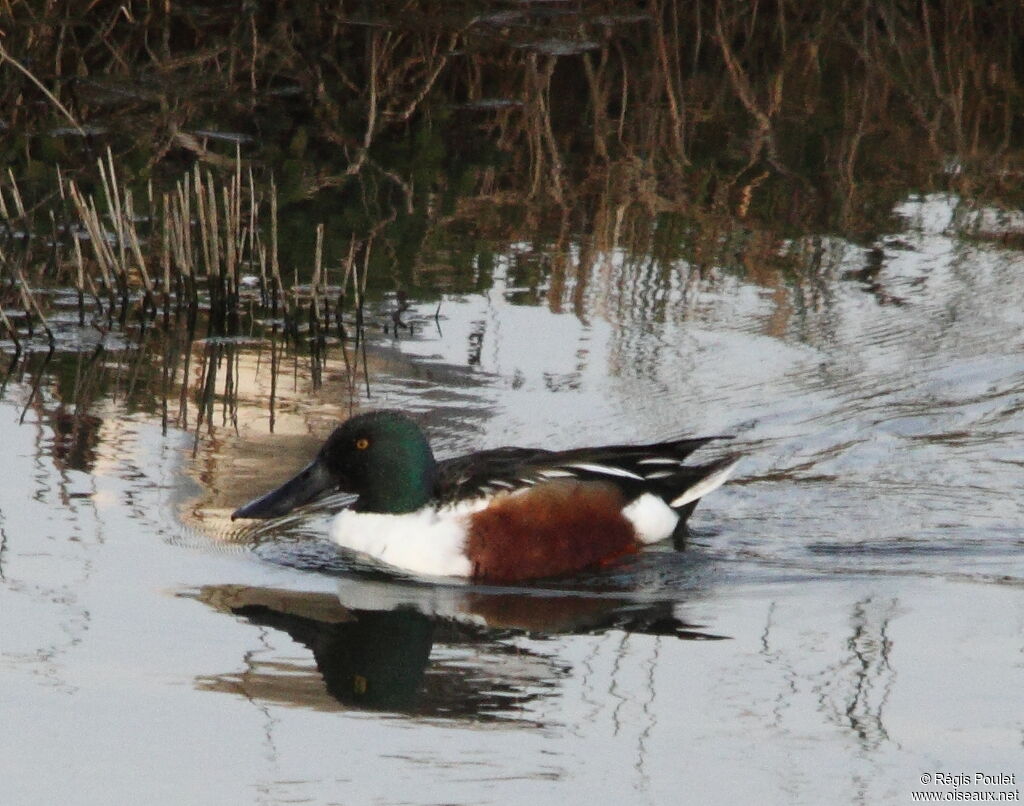 Canard souchet mâle adulte