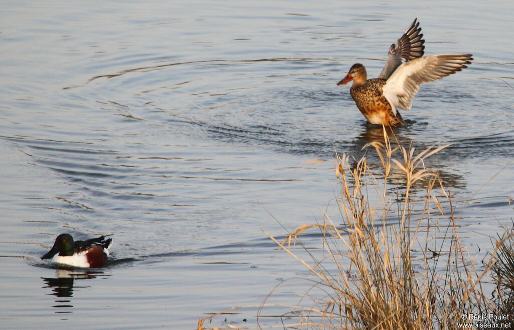 Canard souchet 