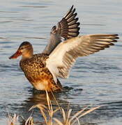 Canard souchet