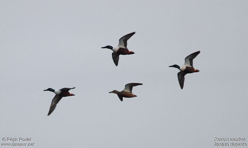 Canard souchet, Vol