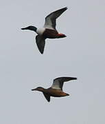 Northern Shoveler