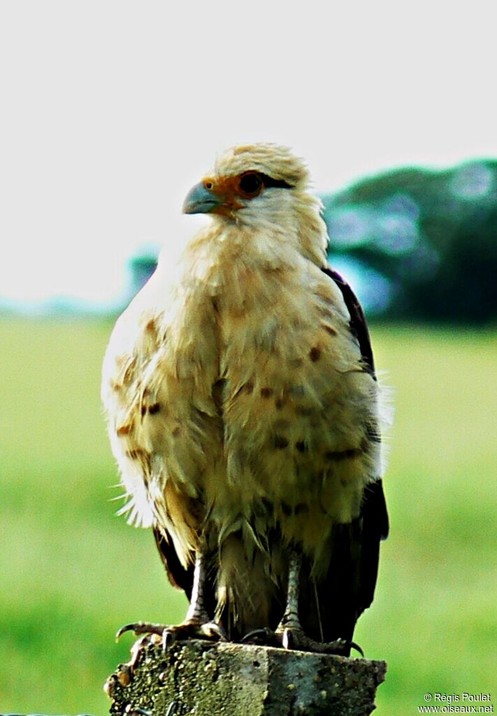 Yellow-headed Caracara