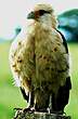 Caracara à tête jaune