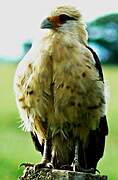 Yellow-headed Caracara