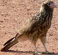 Caracara à tête jaune