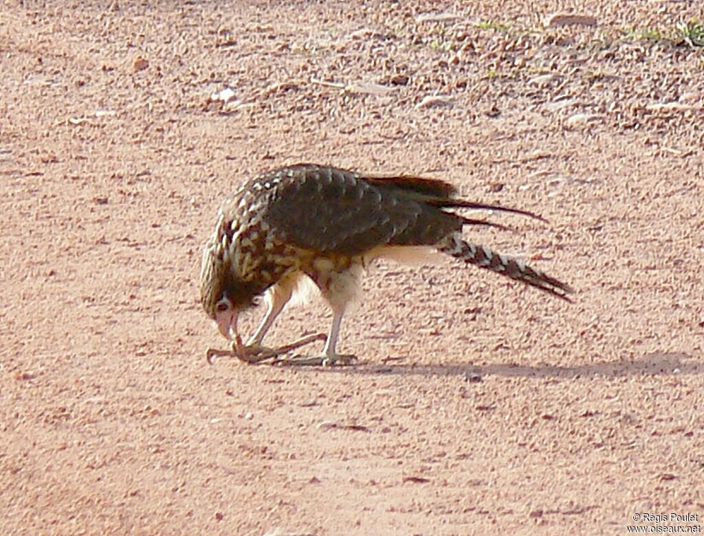 Caracara à tête jauneimmature