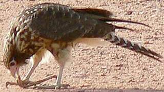 Caracara à tête jaune