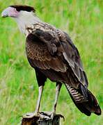 Crested Caracara (cheriway)