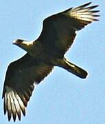 Crested Caracara (cheriway)