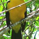 Carouge loriot