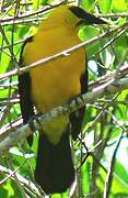 Oriole Blackbird