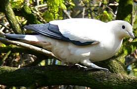 Pied Imperial Pigeon