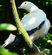 Pied Imperial Pigeon