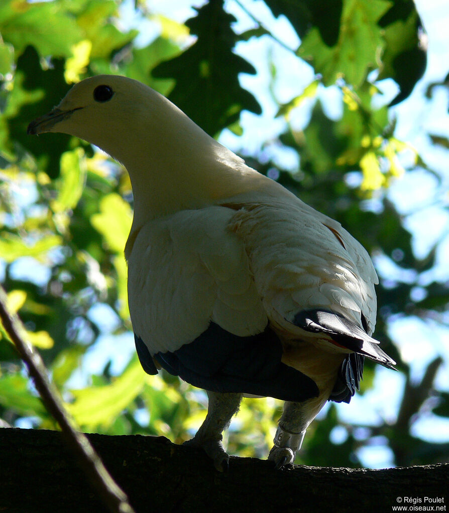 Pied Imperial Pigeonadult, identification