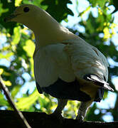 Pied Imperial Pigeon