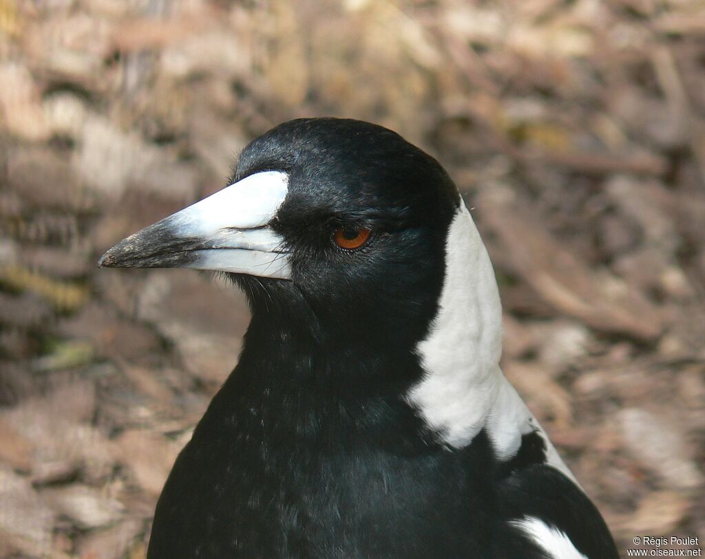 Australian Magpieadult