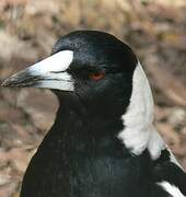 Australian Magpie