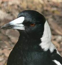 Cassican flûteur