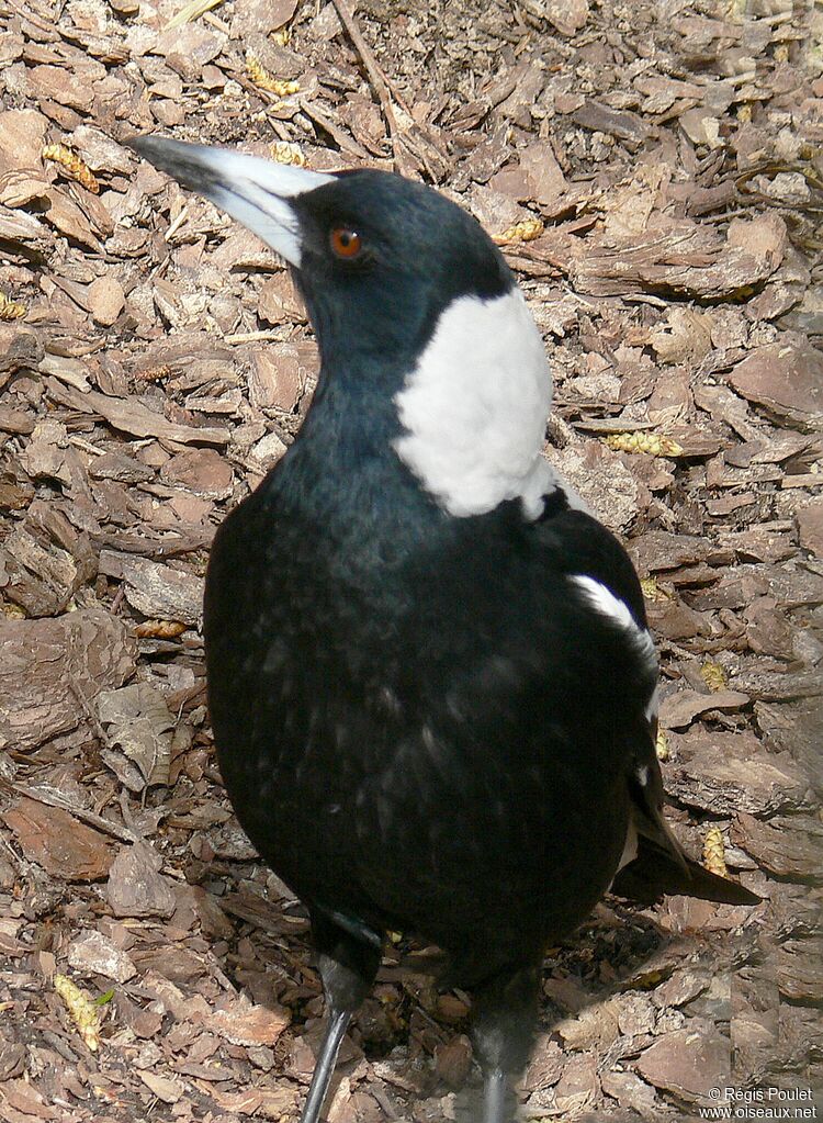 Cassican flûteuradulte