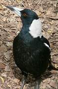 Australian Magpie