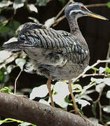 Sunbittern