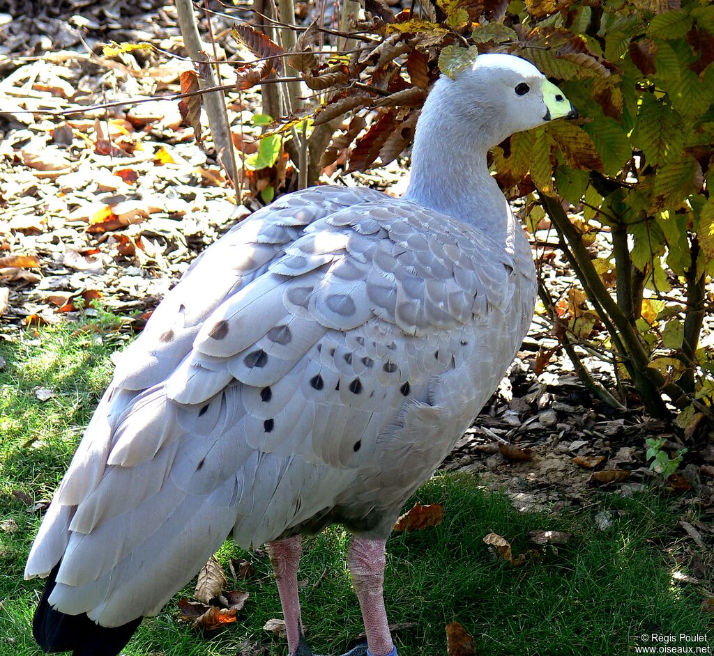 Cape Barren Goose