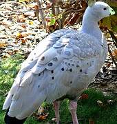 Cape Barren Goose