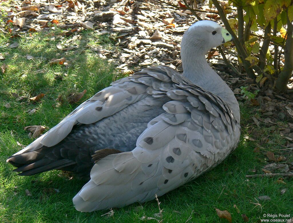 Céréopse cendré, identification