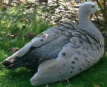 Cape Barren Goose