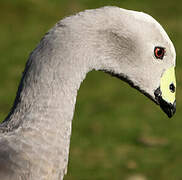 Cape Barren Goose