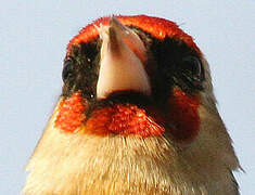 European Goldfinch