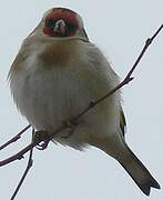 European Goldfinch