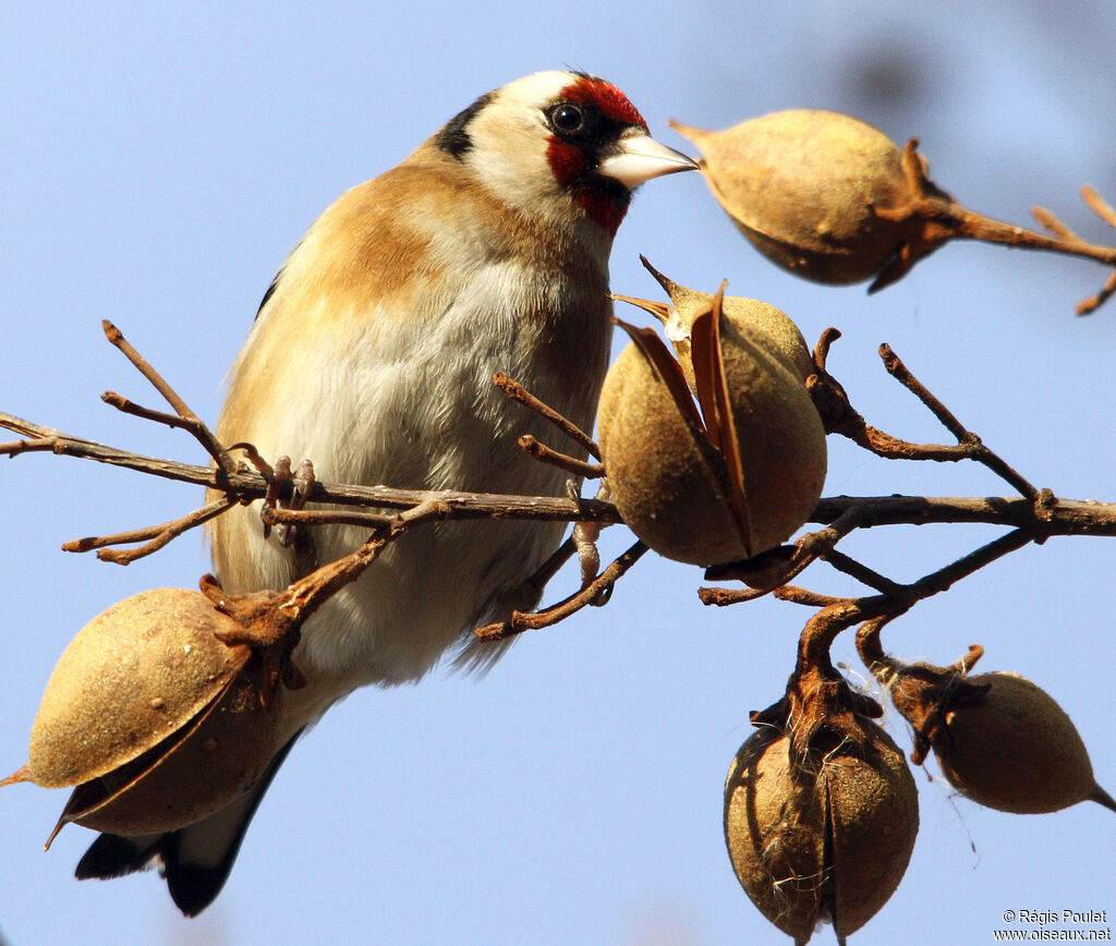 European Goldfinchadult, identification, feeding habits