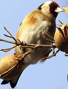 European Goldfinch