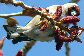 European Goldfinch