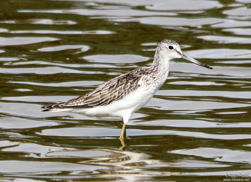 Common Greenshankadult, identification