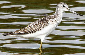 Common Greenshank