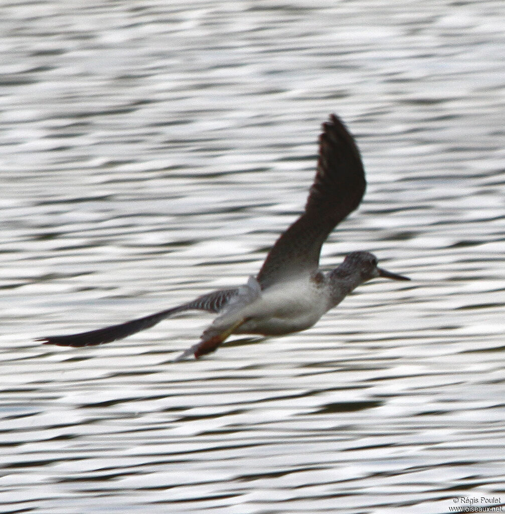 Common Greenshankadult, Flight