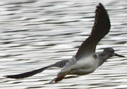 Common Greenshank