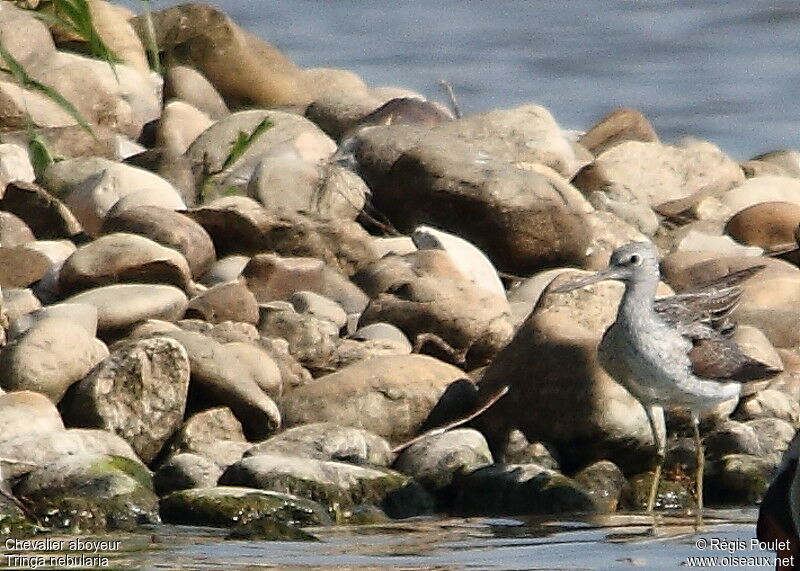 Common Greenshank