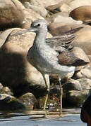 Common Greenshank