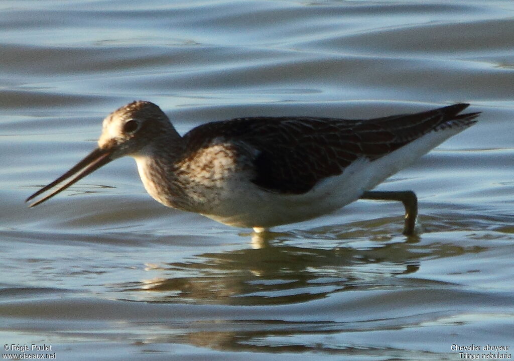 Common Greenshank