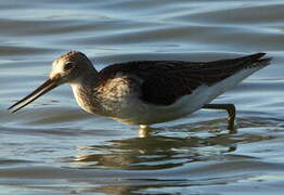 Common Greenshank