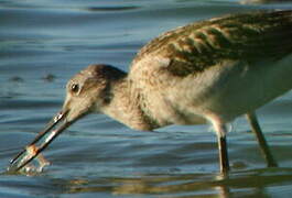 Common Greenshank